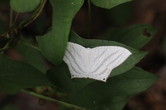 Micronia aculeata