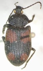 Panagaeus sallei