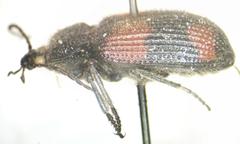 Panagaeus sallei