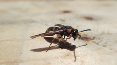 Anterhynchium flavomarginatum formosicola