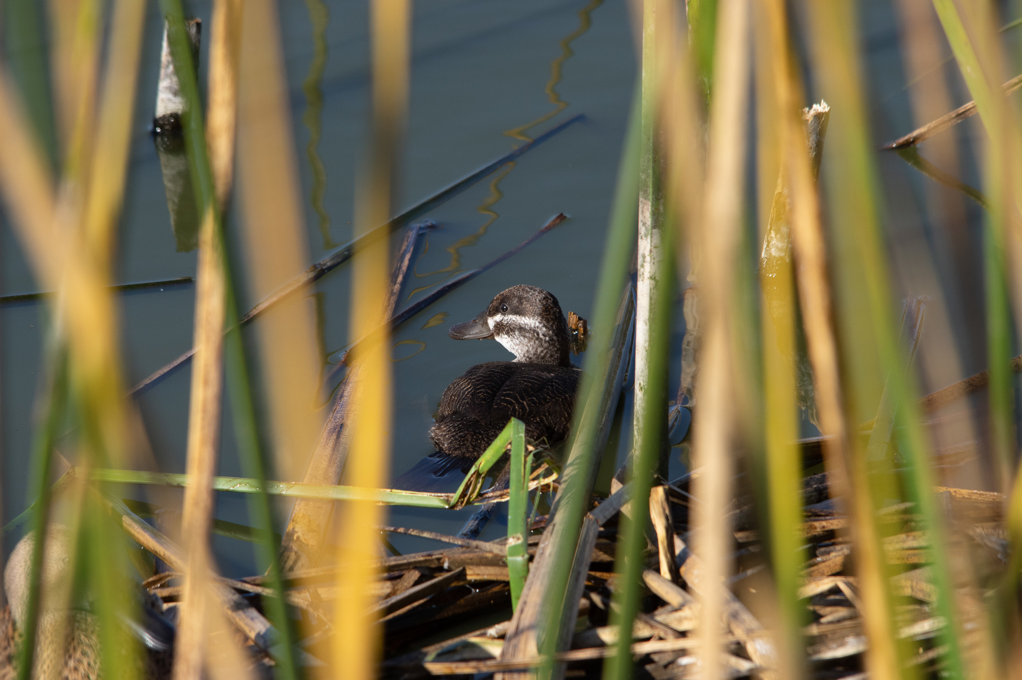 Lake Duck illustration