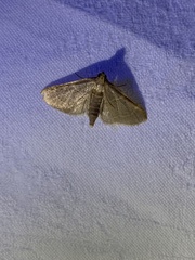 Hypsopygia binodulalis