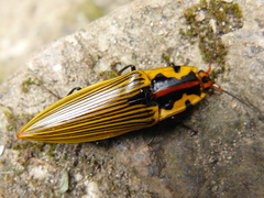 Semiotus imperialis