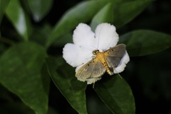 Filodes fulvidorsalis