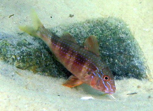 Blauwgestreepte koningsbarbeel (Upeneichthys lineatus) — Mullidae — 5