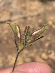 Cordylanthus pilosus