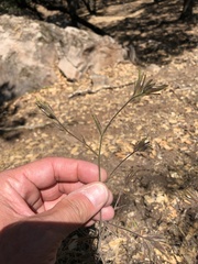 Cordylanthus pilosus