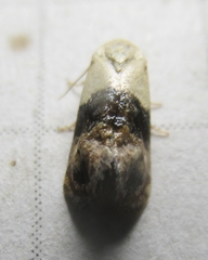 Eugnosta erigeronana