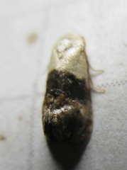 Eugnosta erigeronana