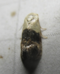 Eugnosta erigeronana