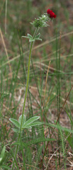 Potentilla thurberi