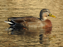 Anas platyrhynchos × zonorhyncha