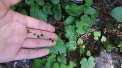 Pectiantia pentandra