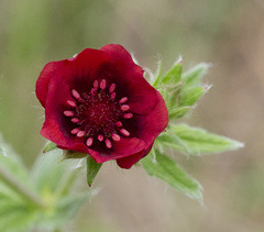 Potentilla thurberi