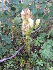 Castilleja septentrionalis