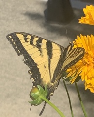 Papilio rutulus