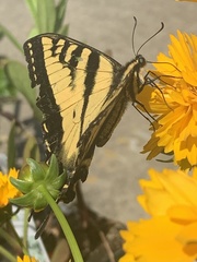 Papilio rutulus