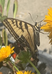 Papilio rutulus