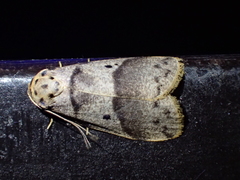 Eugoa translineata