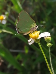 Cyanophrys herodotus