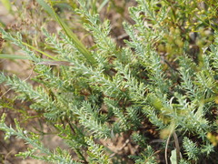 Juniperus