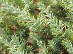 Juniperus