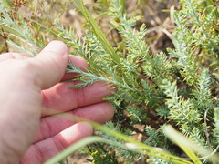 Juniperus