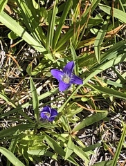 Gentianopsis holopetala