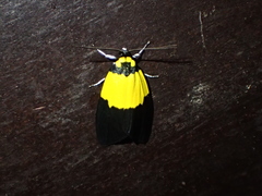 Scaptesyle bicolor
