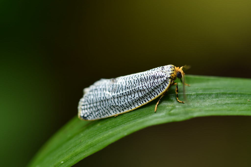 Templemania millistriata