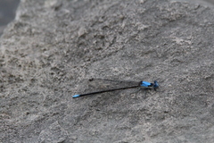 Argia apicalis