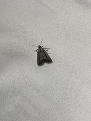 Catabenoides
