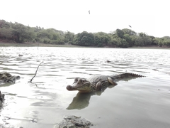 Caiman crocodilus fuscus