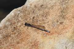Argia fumipennis