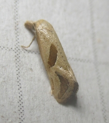 Eugnosta bimaculana