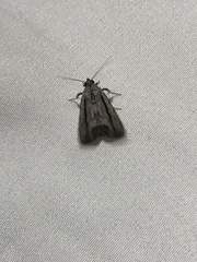 Catabenoides