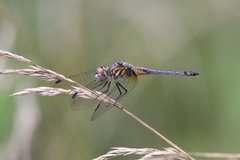 Pachydiplax longipennis