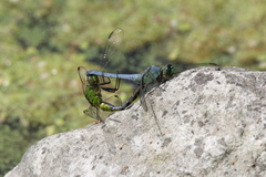 Erythemis simplicicollis