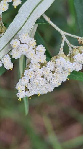 Image of Spicy Everlasting (Ozothamnus argophyllus) by no rights reserved