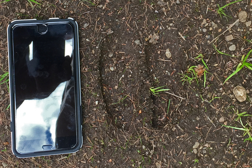 Moose photographed in New York