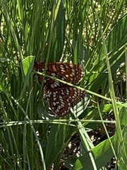 Euphydryas editha