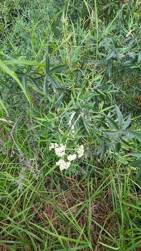 Image of Spicy Everlasting (Ozothamnus argophyllus) by no rights reserved