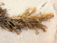 Caulocystis cephalornithos