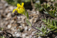 Draba heilii