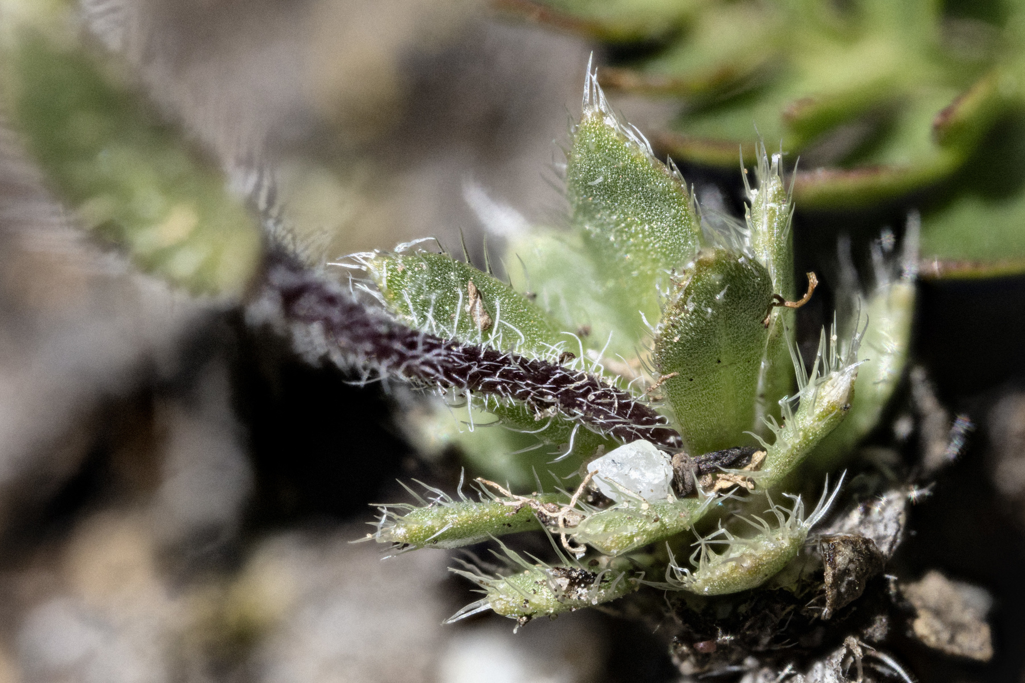 Draba heilii