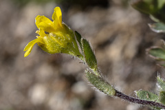 Draba heilii