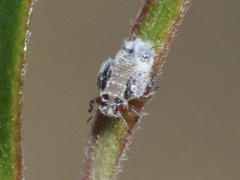 Neophyllura