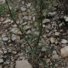 Artemisia commutata