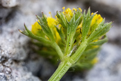 Cymopterus bakeri