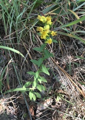 Solidago decurrens